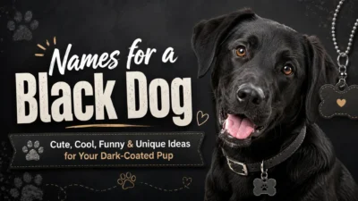 Names for a black dog hero image with a happy black dog and cute, cool, funny, and unique name ideas