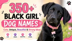 Cute black girl puppy with pink collar beside the title 350+ Black Girl Dog Names featuring cute, unique, beautiful, and strong ideas