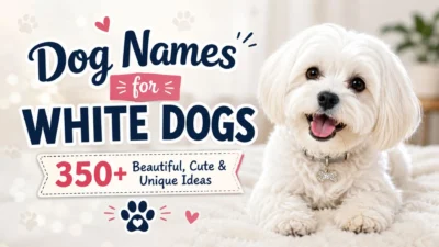 Happy fluffy white dog with text "Dog Names for White Dogs" featuring 350+ beautiful, cute, and unique name ideas.