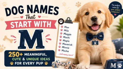 Golden Retriever puppy with a list of dog names that start with M, featuring 250+ cute, meaningful, and unique name ideas.