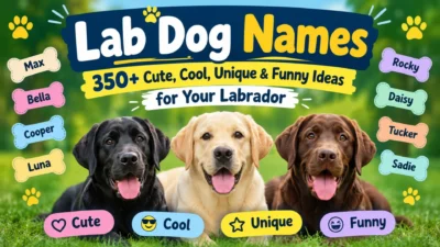 Three happy Labrador dogs with colorful text showcasing 350+ lab dog names including cute, cool, unique, and funny ideas.